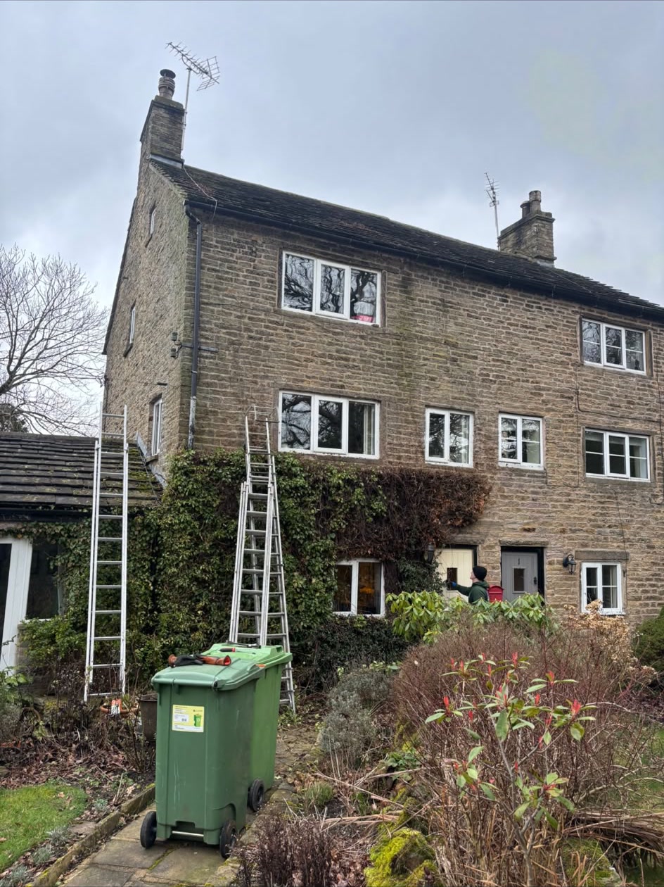 Ivy removal project